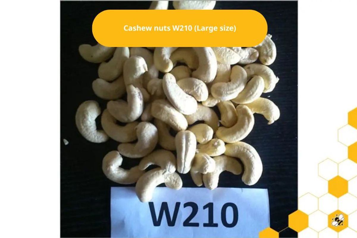 Cashew nuts W210 (Large size)