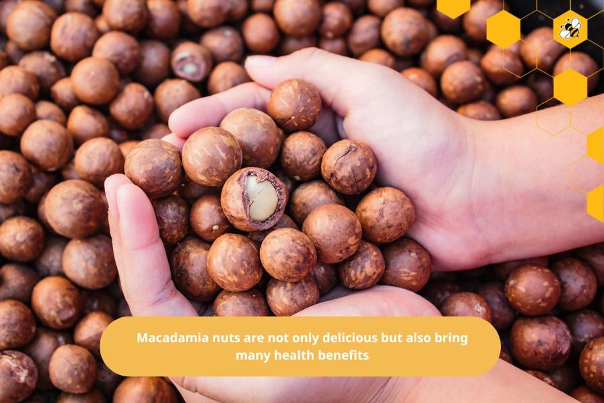 Macadamia nuts are not only delicious but also bring many health benefits