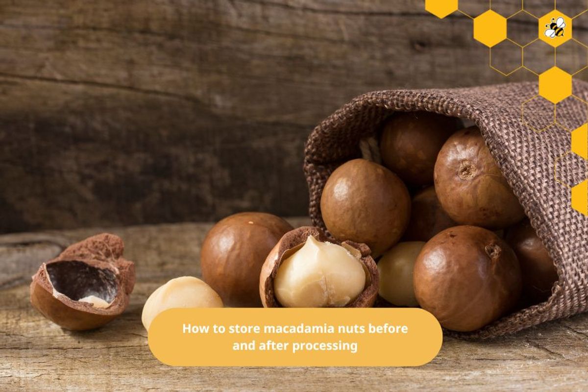 How to store macadamia nuts before and after processing