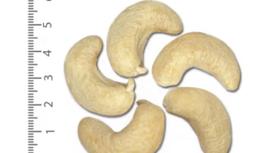 Understanding the Difference Between Raw Cashew Nuts and Cashew Kernels: A Deep Dive into the Cashew Industry