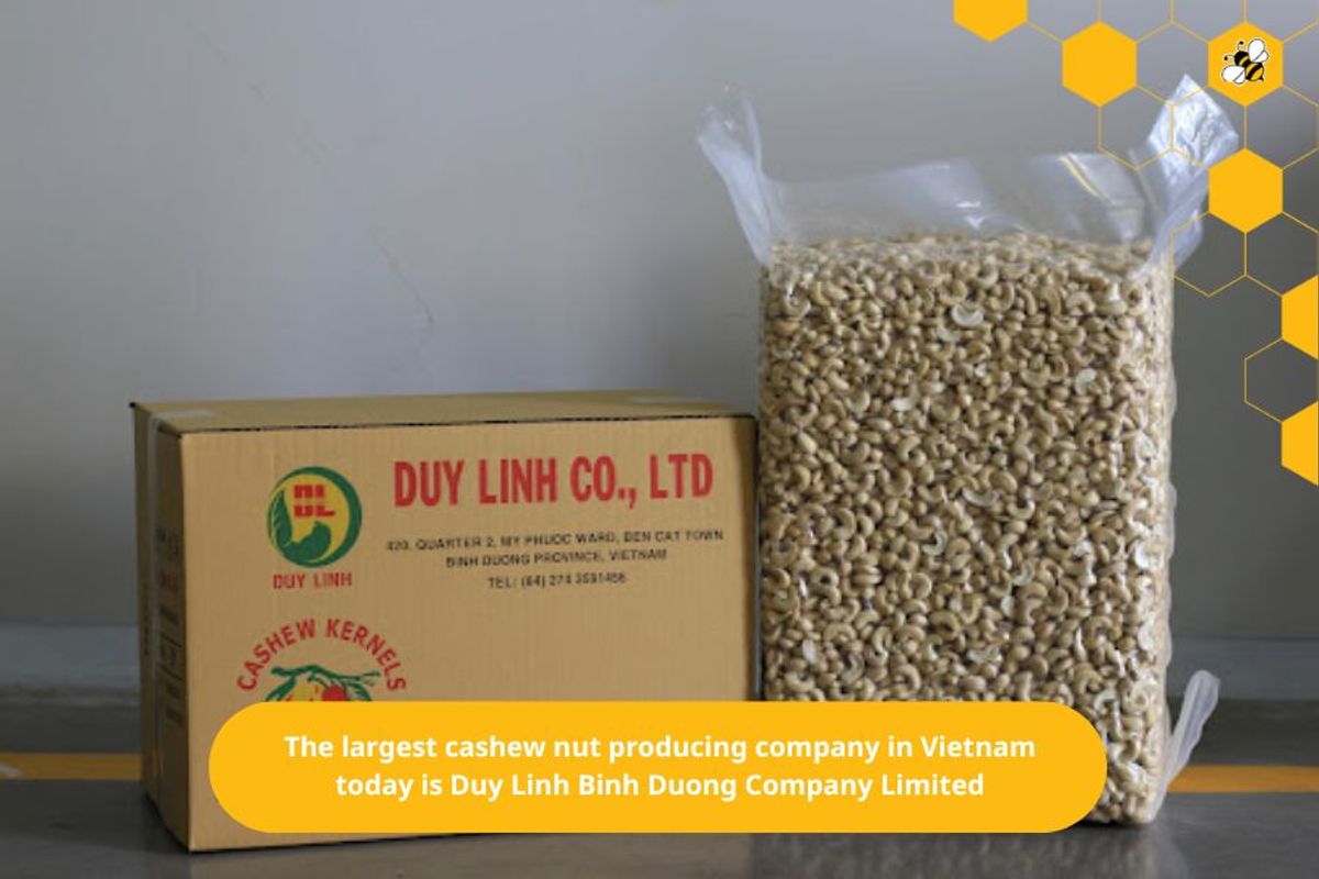 The largest cashew nut producing company in Vietnam today is Duy Linh Binh Duong Company Limited