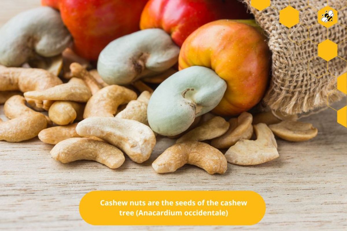 Cashew nuts are the seeds of the cashew tree (Anacardium occidentale)