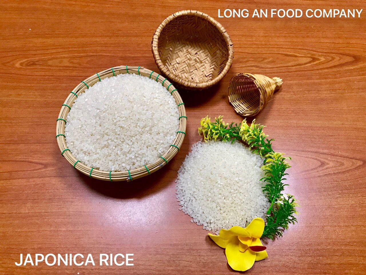 JAPONICA RICE