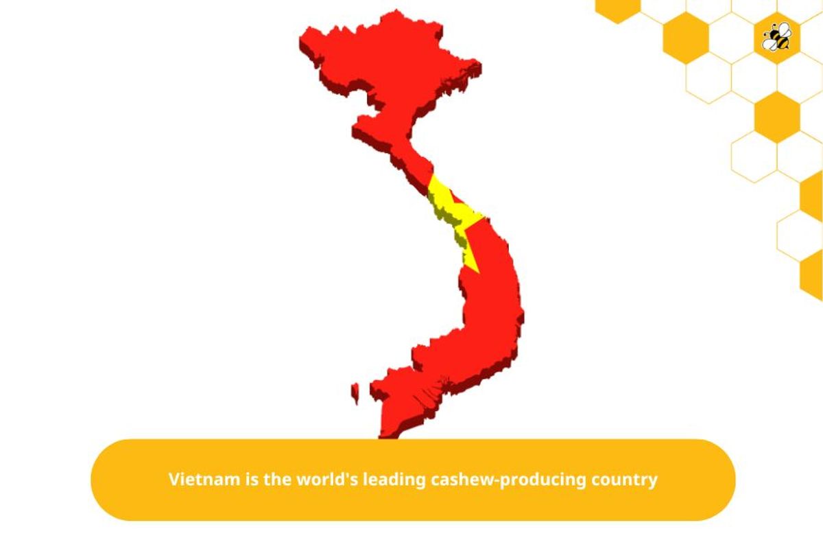 Vietnam is the world's leading cashew-producing country