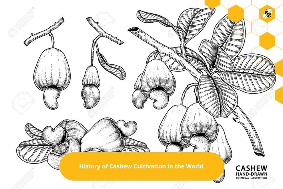 History of Cashew Cultivation in the World