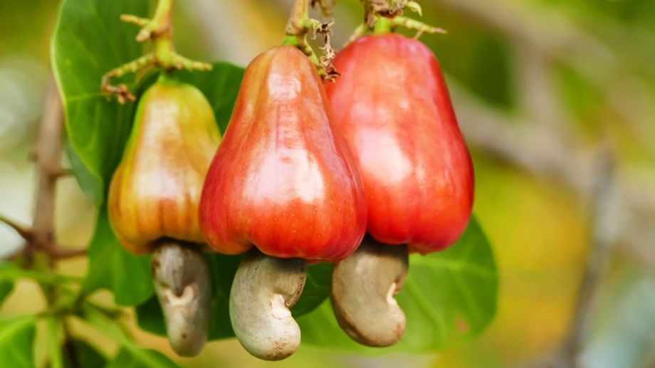 What is cashew fruit? Nutritional composition of cashew fruit