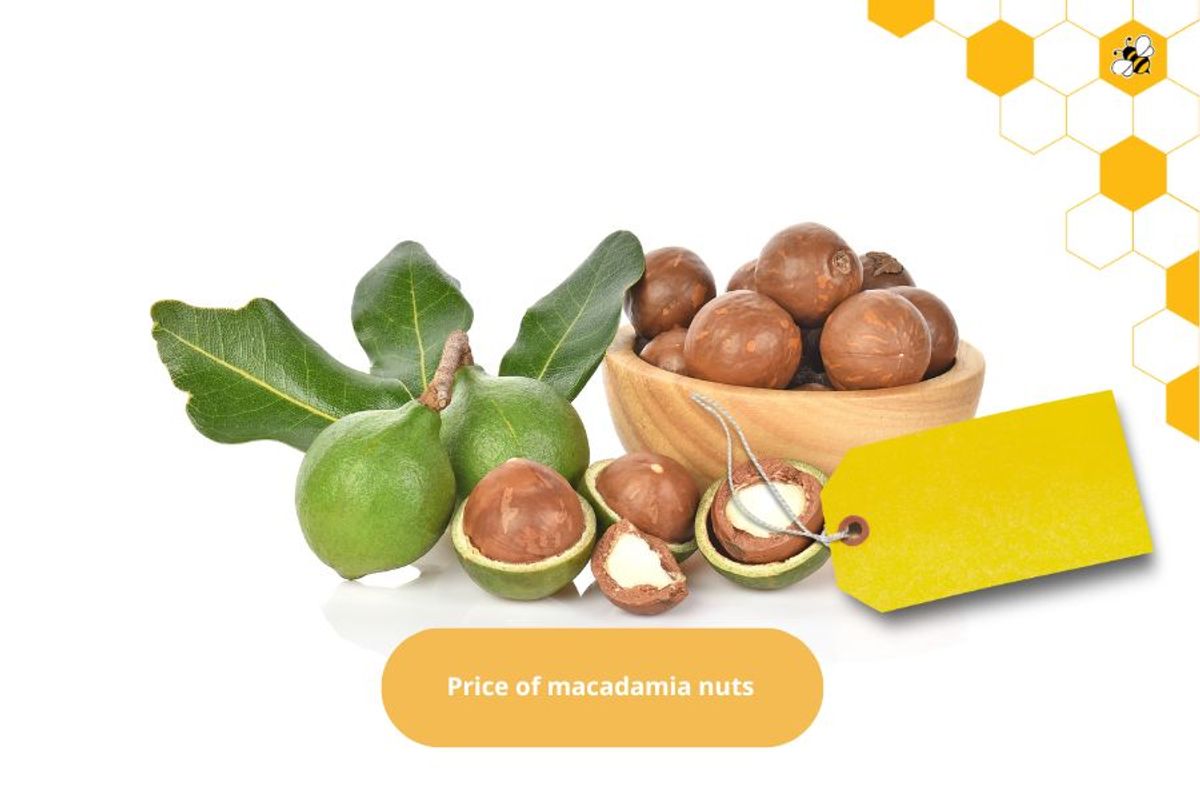 Price of macadamia nuts