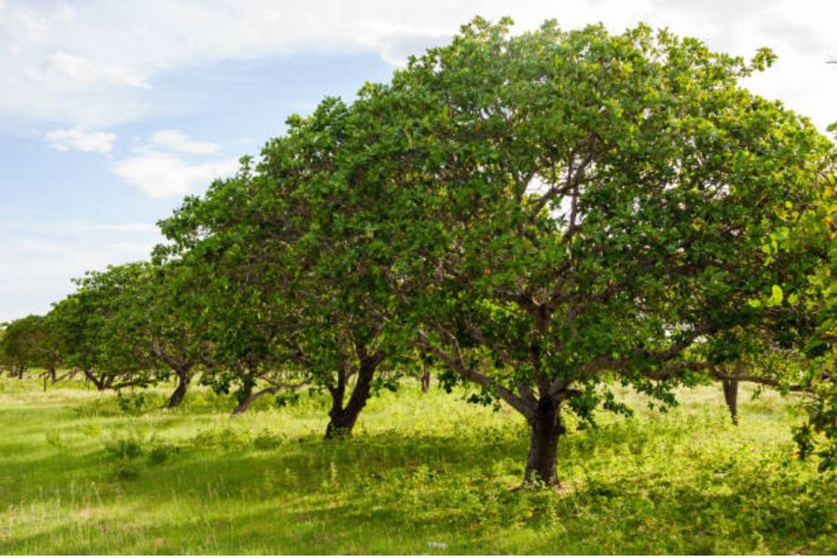 Cashew growing places in the world