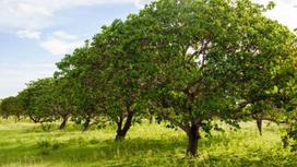 Cashew growing places in the world - Top 10 countries growing the most cashew trees in the world
