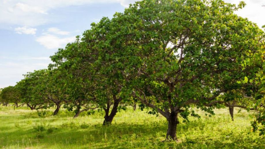 Cashew growing places in the world - Top 10 countries growing the most cashew trees in the world