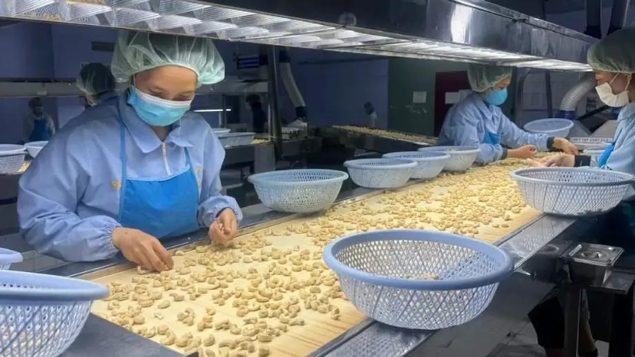 List of 10 largest cashew nut exporters in Vietnam 2023