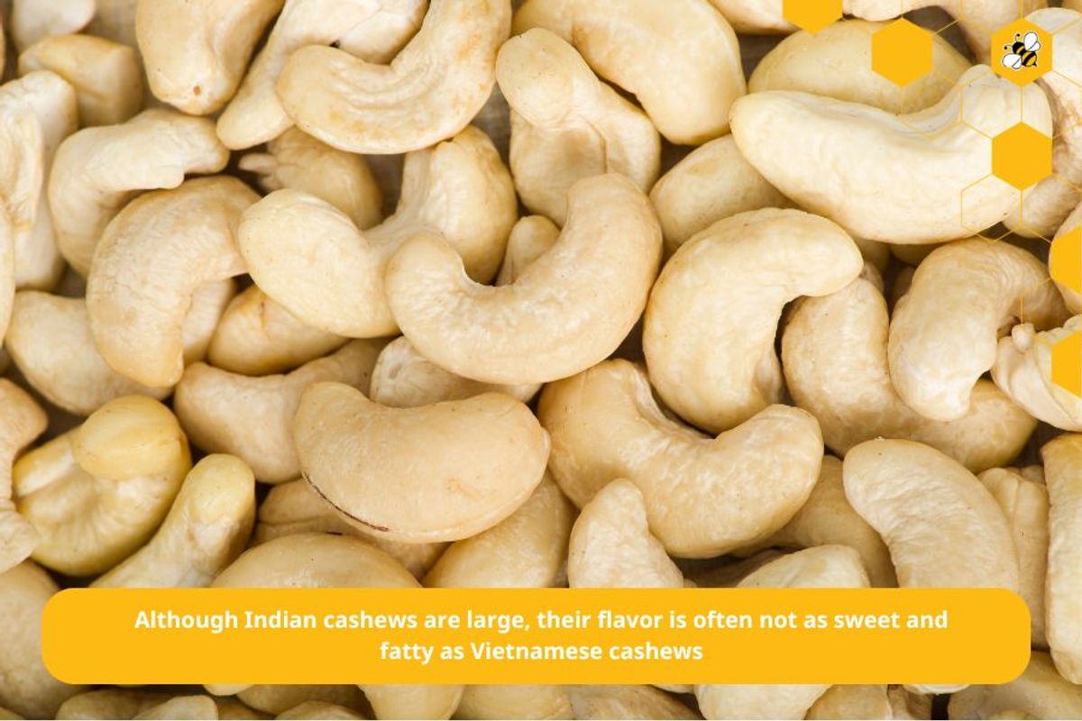 Although Indian cashews are large, their flavor is often not as sweet and fatty as Vietnamese cashews
