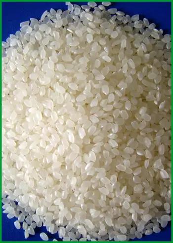 Japonica rice