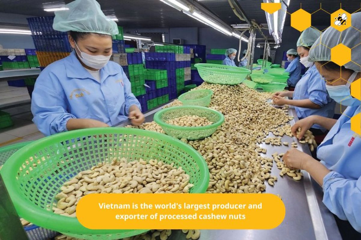 Vietnam is the world's largest producer and exporter of processed cashew nuts