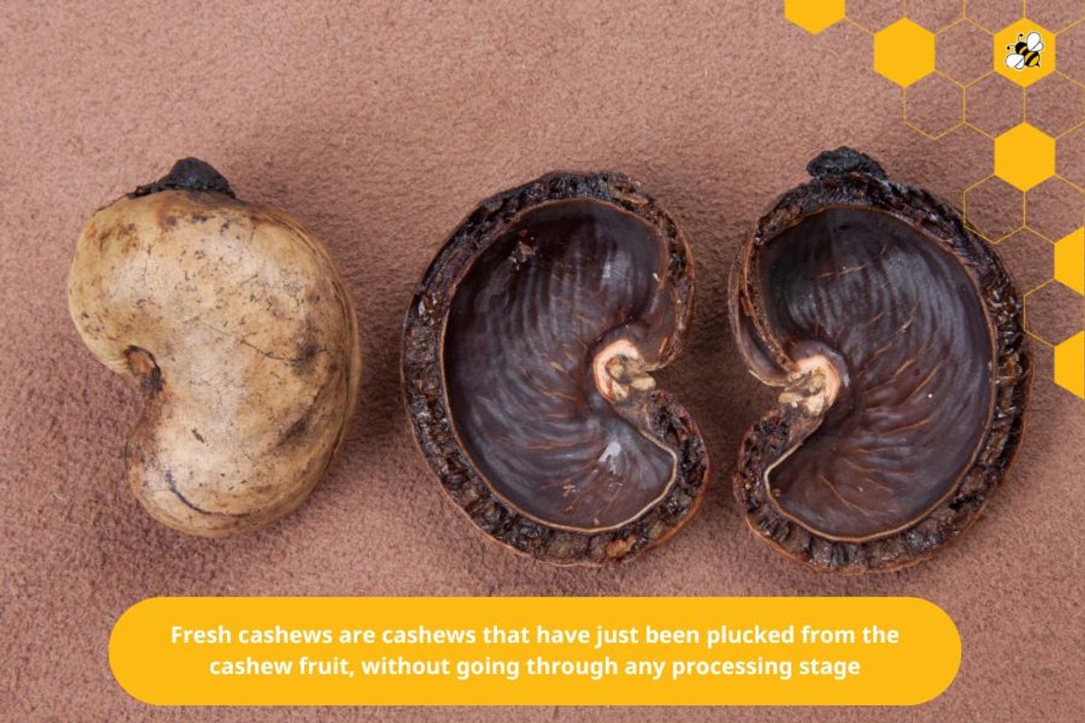 Fresh cashews are cashews that have just been plucked from the cashew fruit, without going through any processing stage