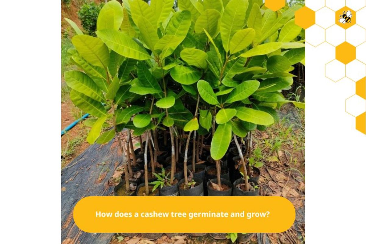 How does a cashew tree germinate and grow?