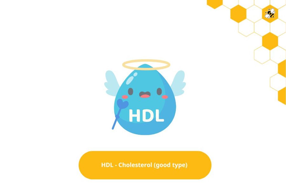 HDL - Cholesterol (good type)