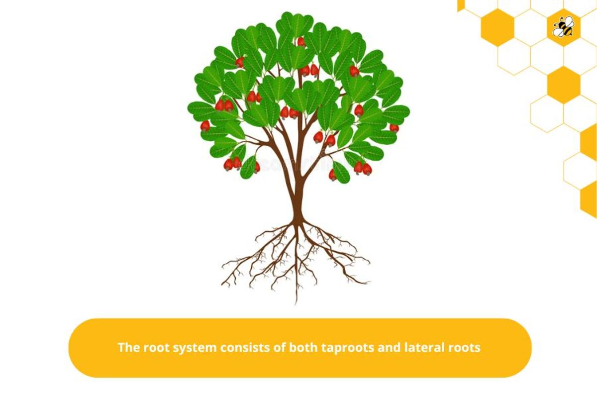 The root system consists of both taproots and lateral roots