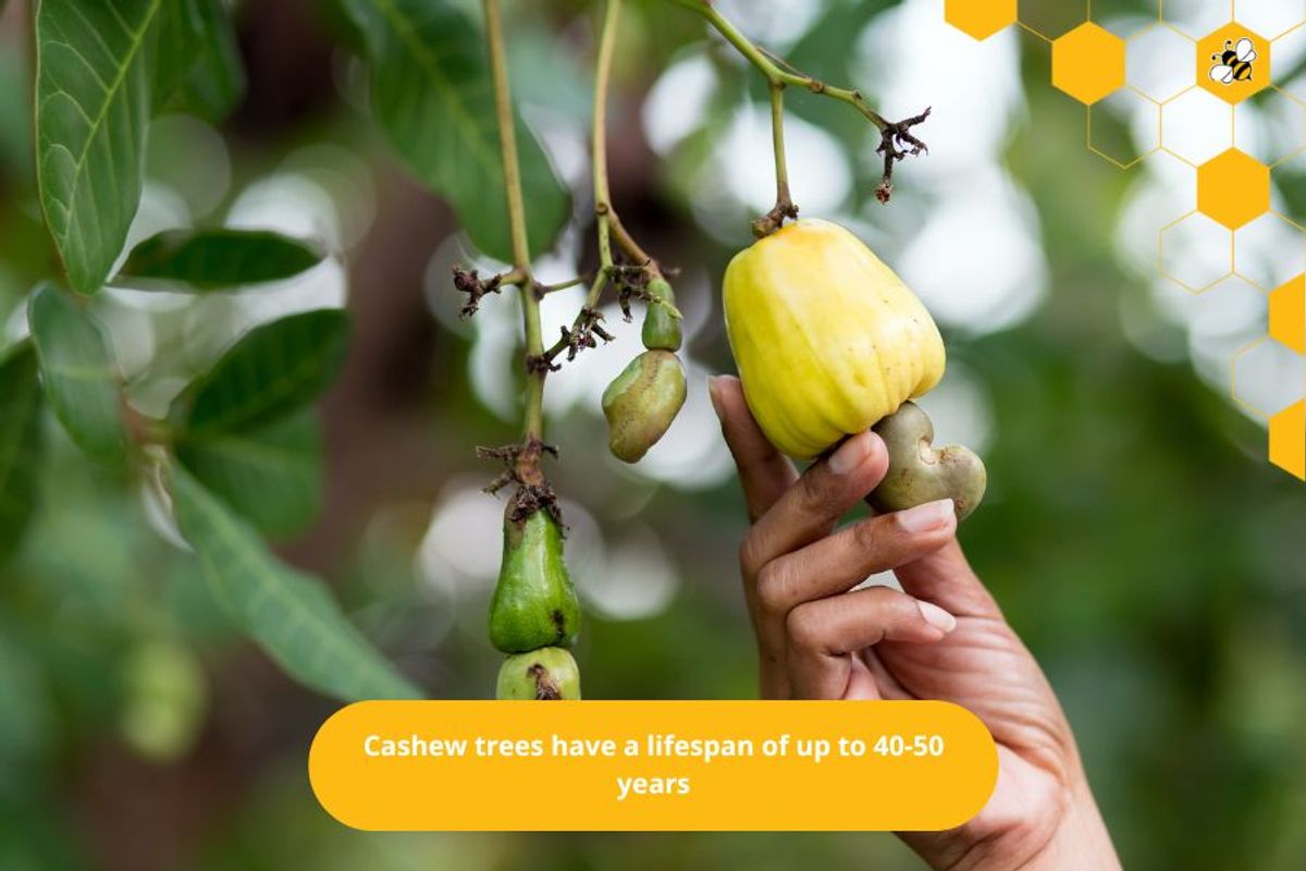 Cashew trees have a lifespan of up to 40-50 years