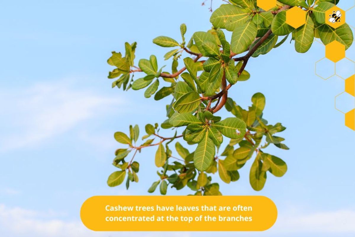 Cashew trees have leaves that are often concentrated at the top of the branches