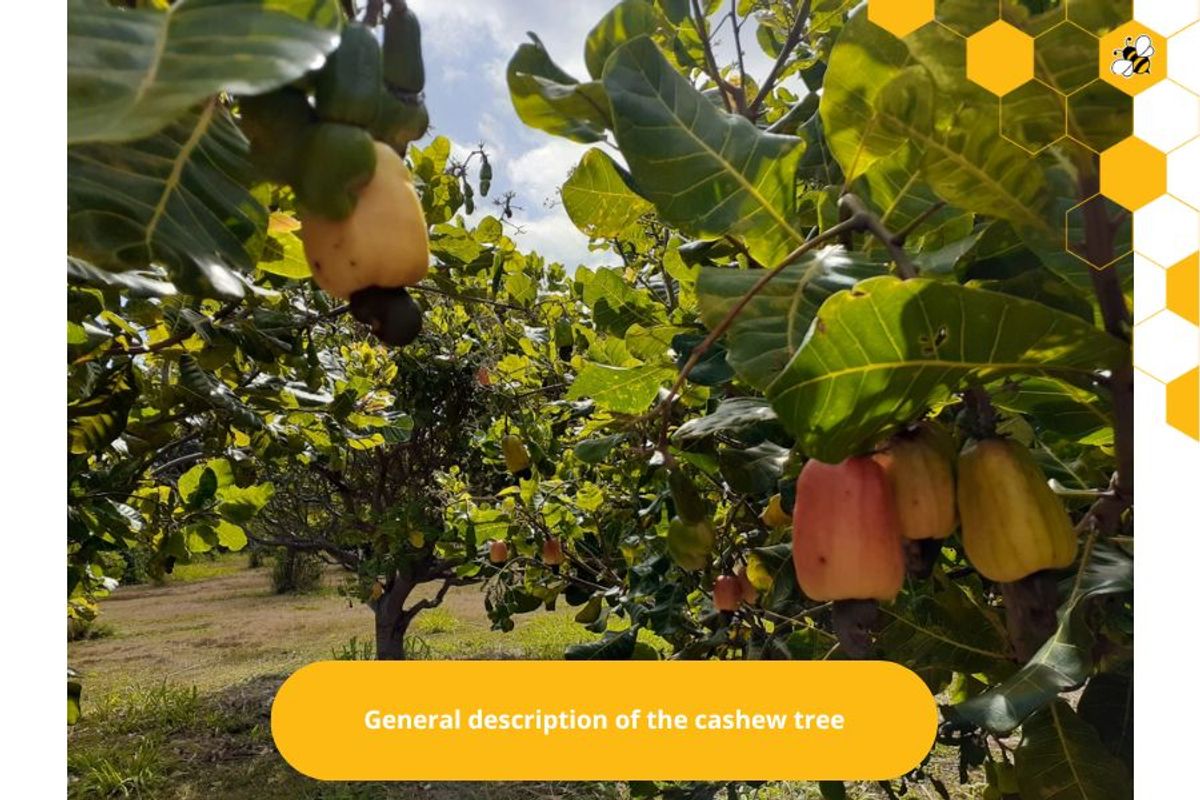 General description of the cashew tree