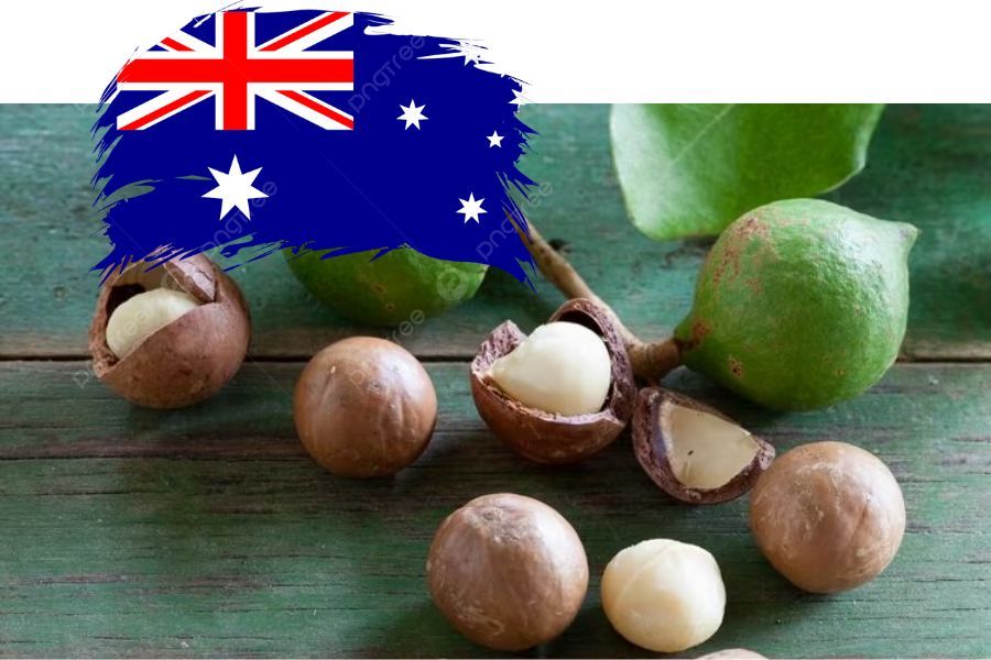 Australian Macadamia Nuts