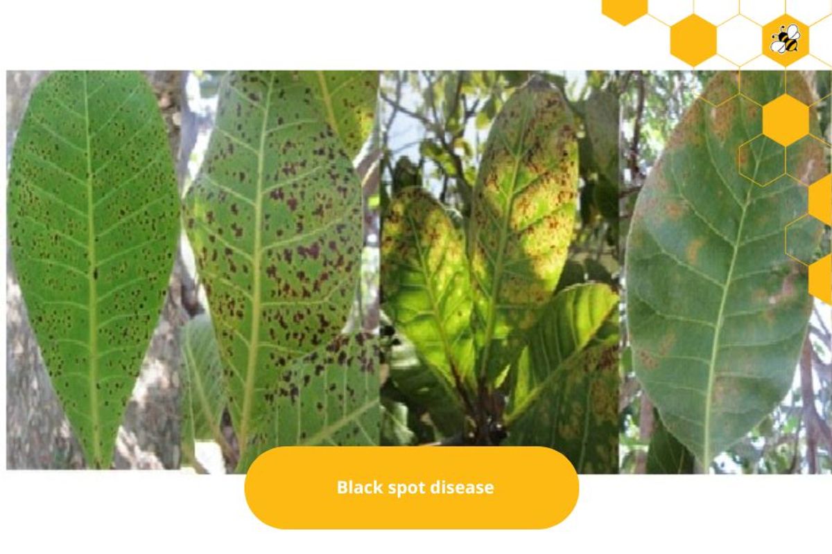 Black spot disease