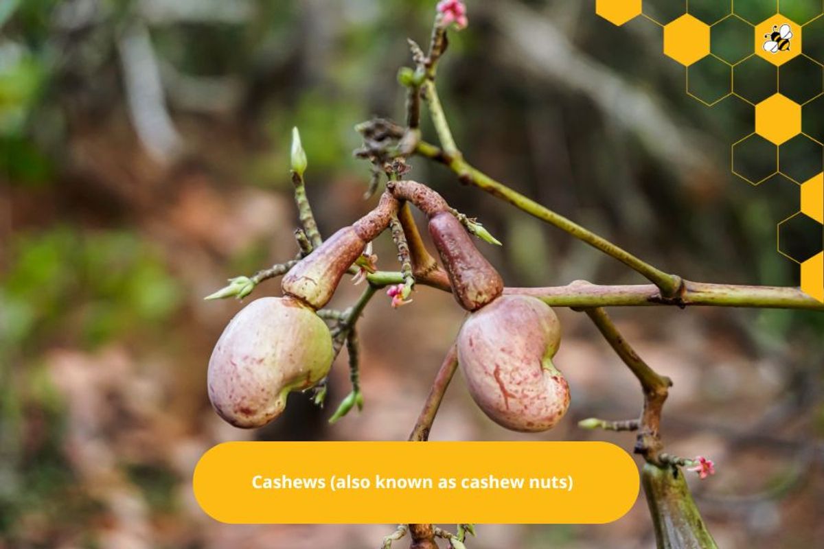 Cashews (also known as cashew nuts)