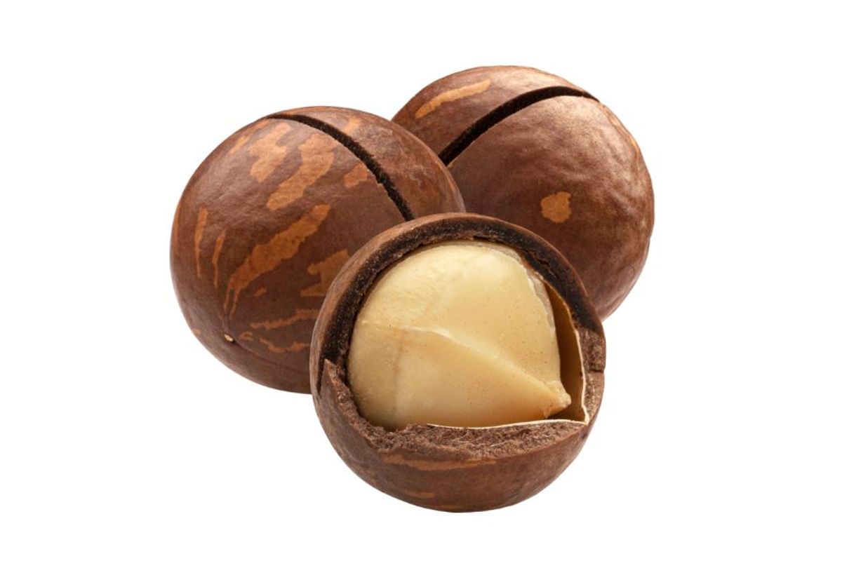 Sustainable Farming: A Green Future for Vietnamese Macadamia