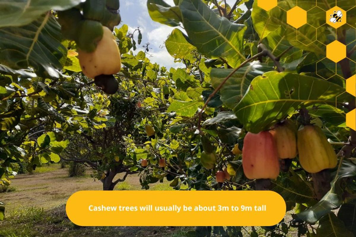 Cashew trees will usually be about 3m to 9m tall