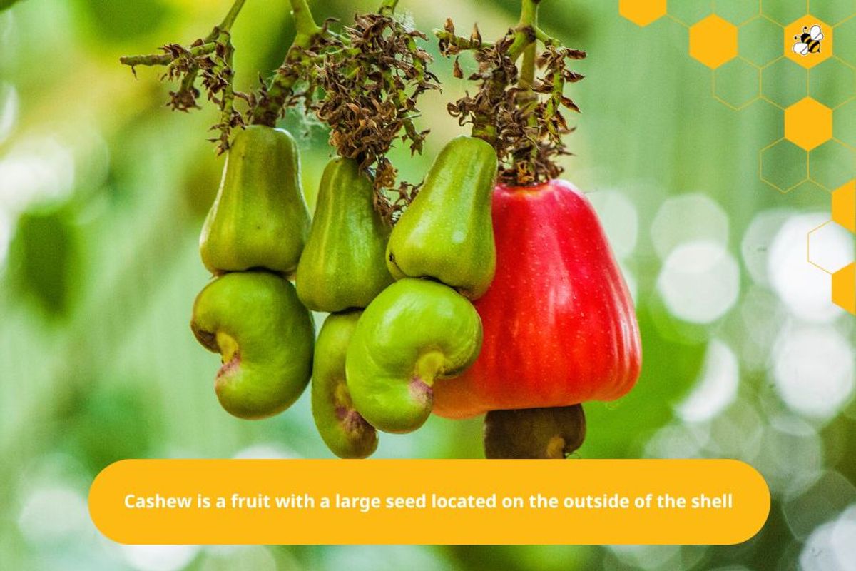 Cashew is a fruit with a large seed located on the outside of the shell