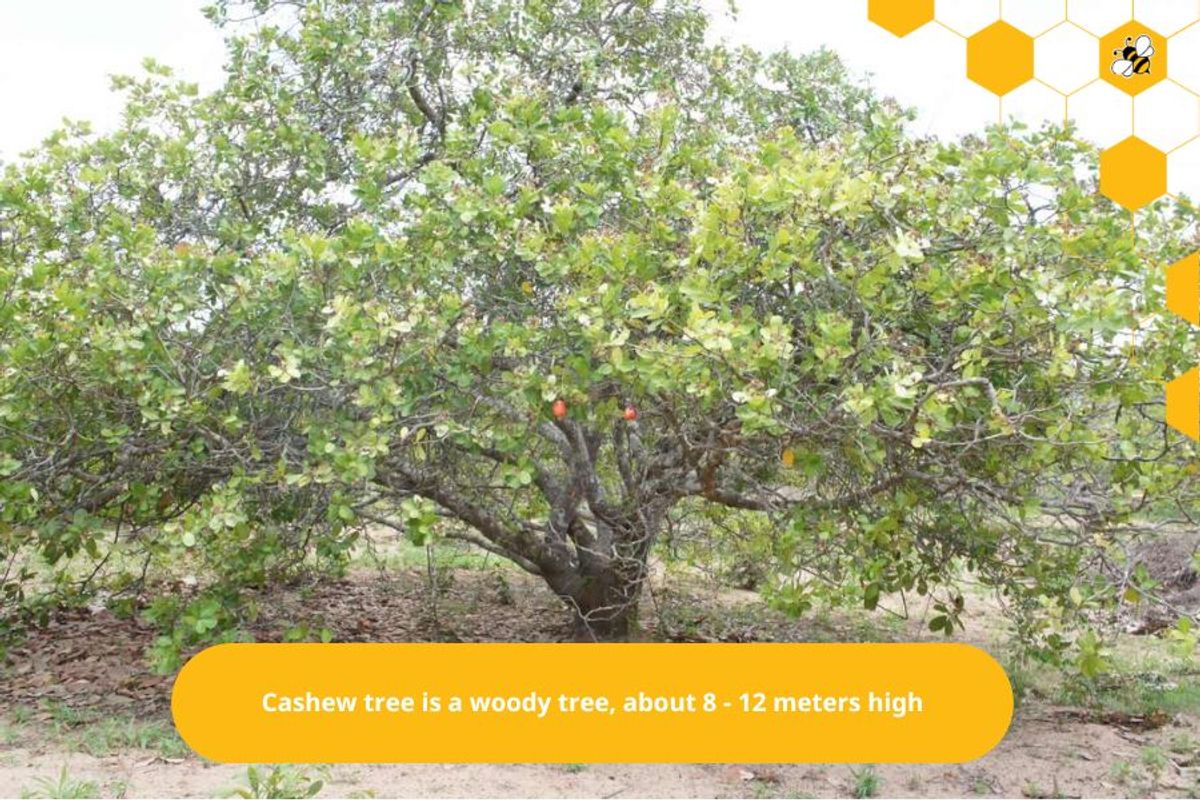 Cashew tree is a woody tree, about 8 - 12 meters high