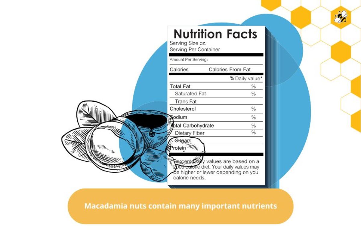 Macadamia nuts contain many important nutrients