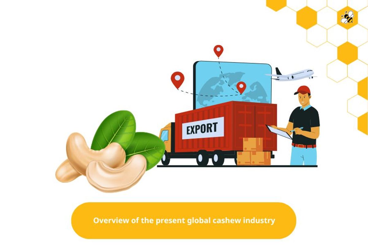 Overview of the present global cashew industry