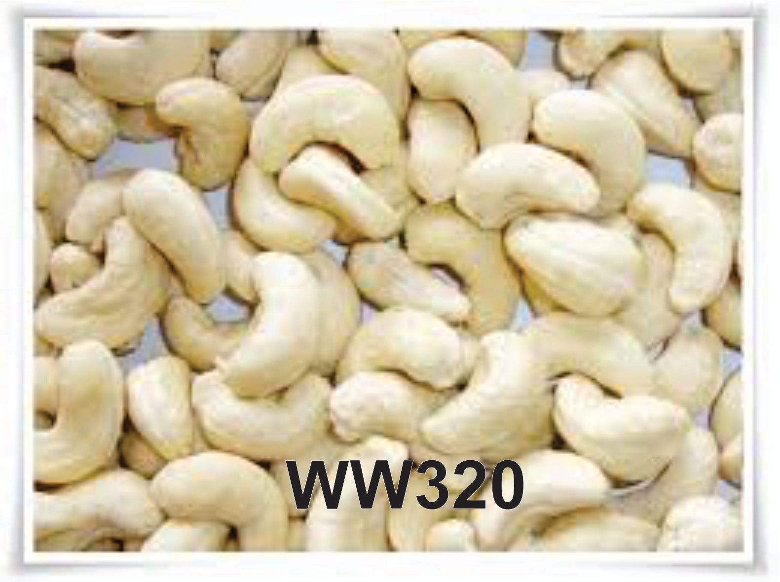 Raw Cashew Nuts - W320 (Medium Size)