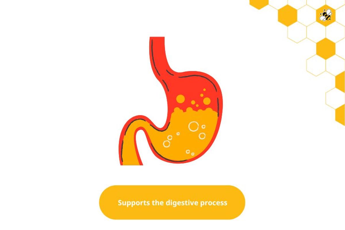 Supports the digestive process