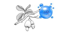 Do Cashews Contain Selenium? How Much Selenium Is In Cashews?