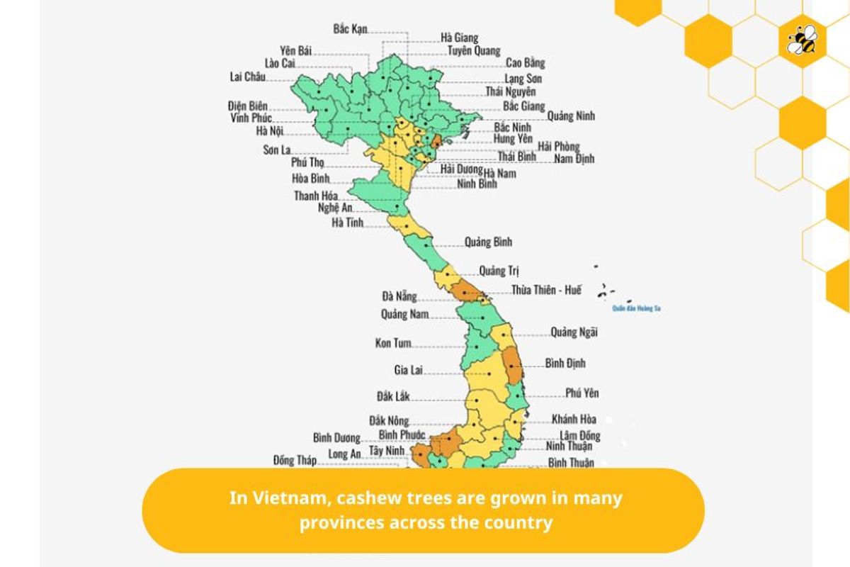 In Vietnam, cashew trees are grown in many provinces across the country