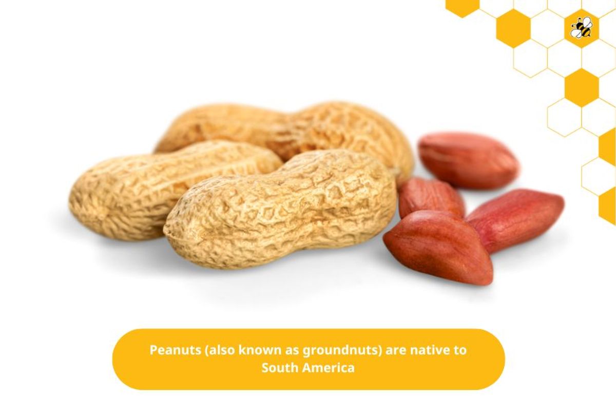 Peanuts (also known as groundnuts) are native to South America