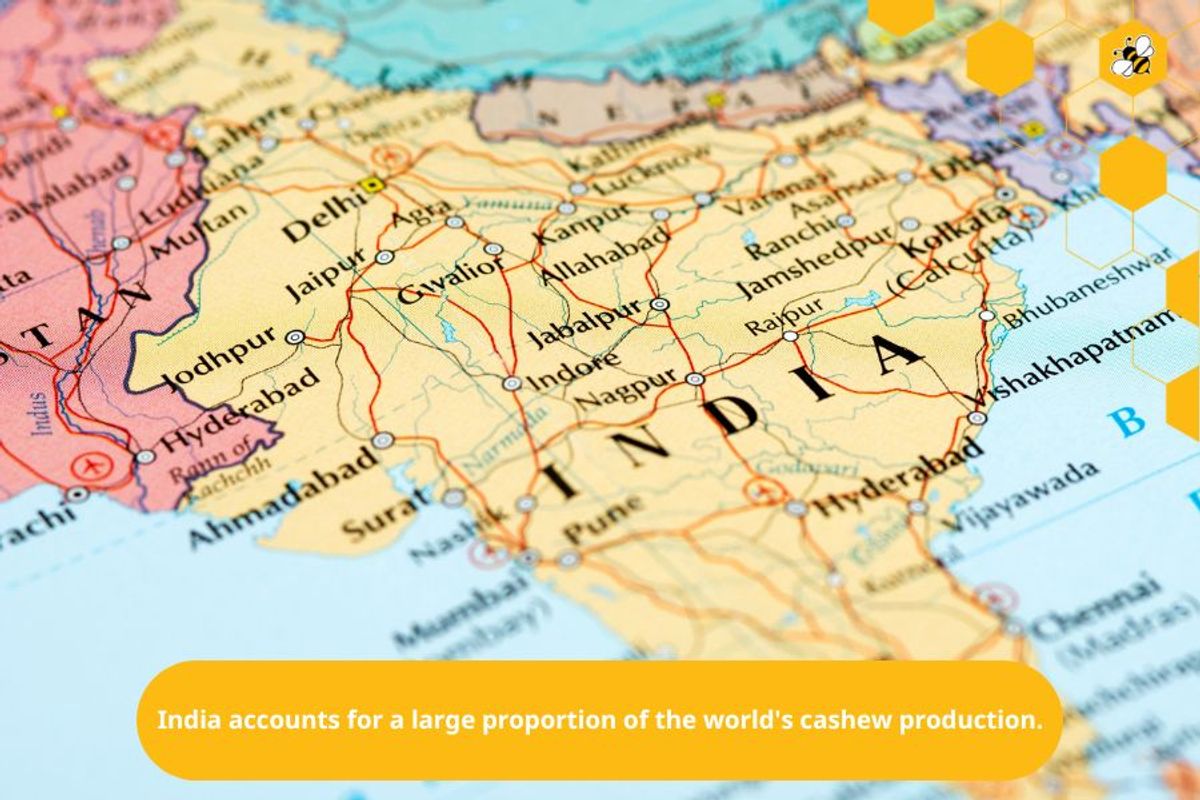 India accounts for a large proportion of the world's cashew production.