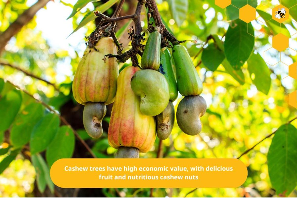 Cashew trees have high economic value, with delicious fruit and nutritious cashew nuts