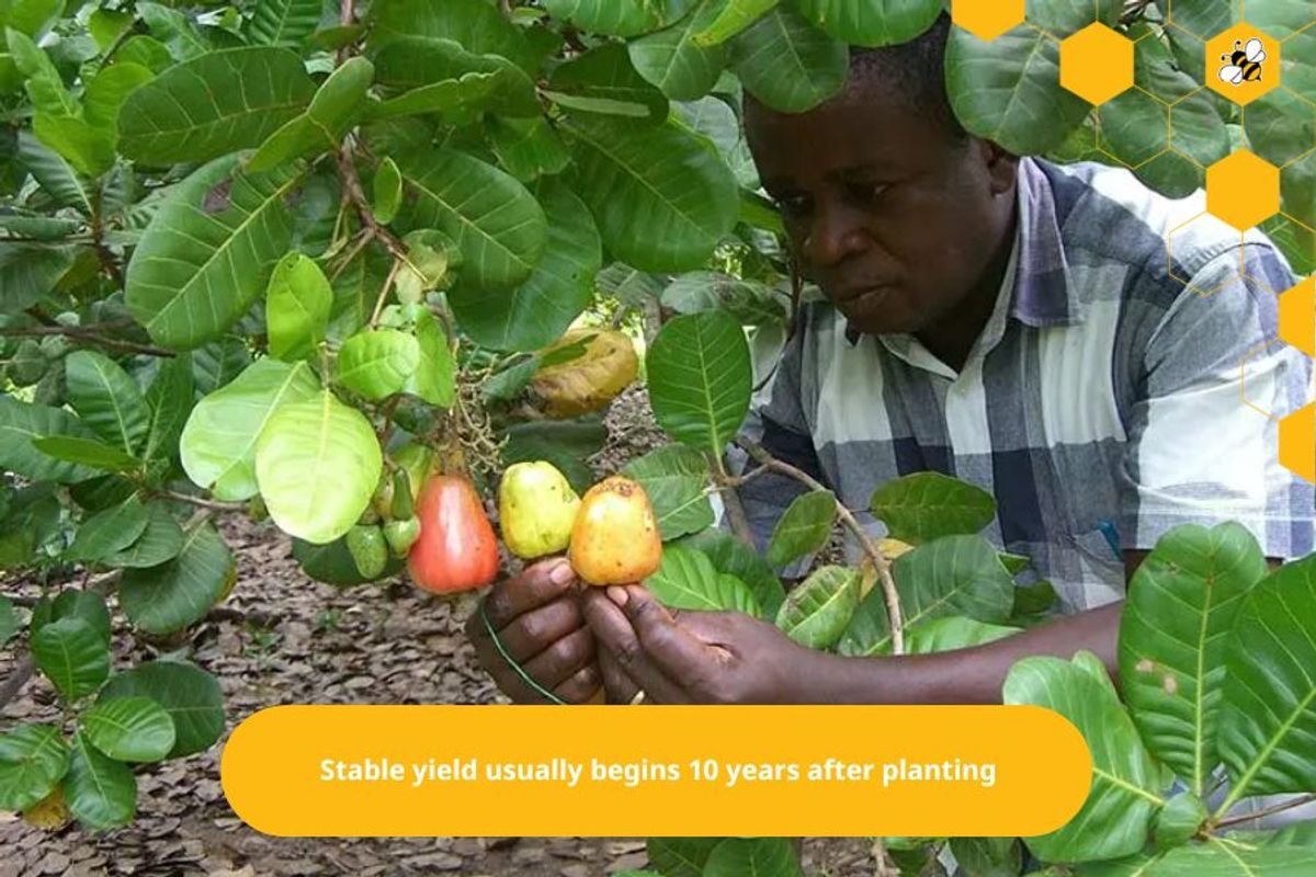 Stable yield usually begins 10 years after planting