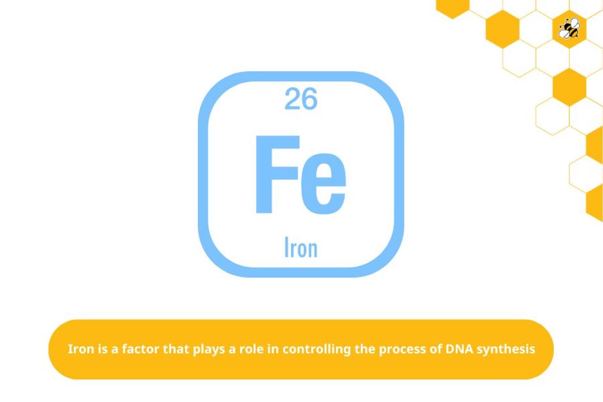 Iron is a factor that plays a role in controlling the process of DNA synthesis