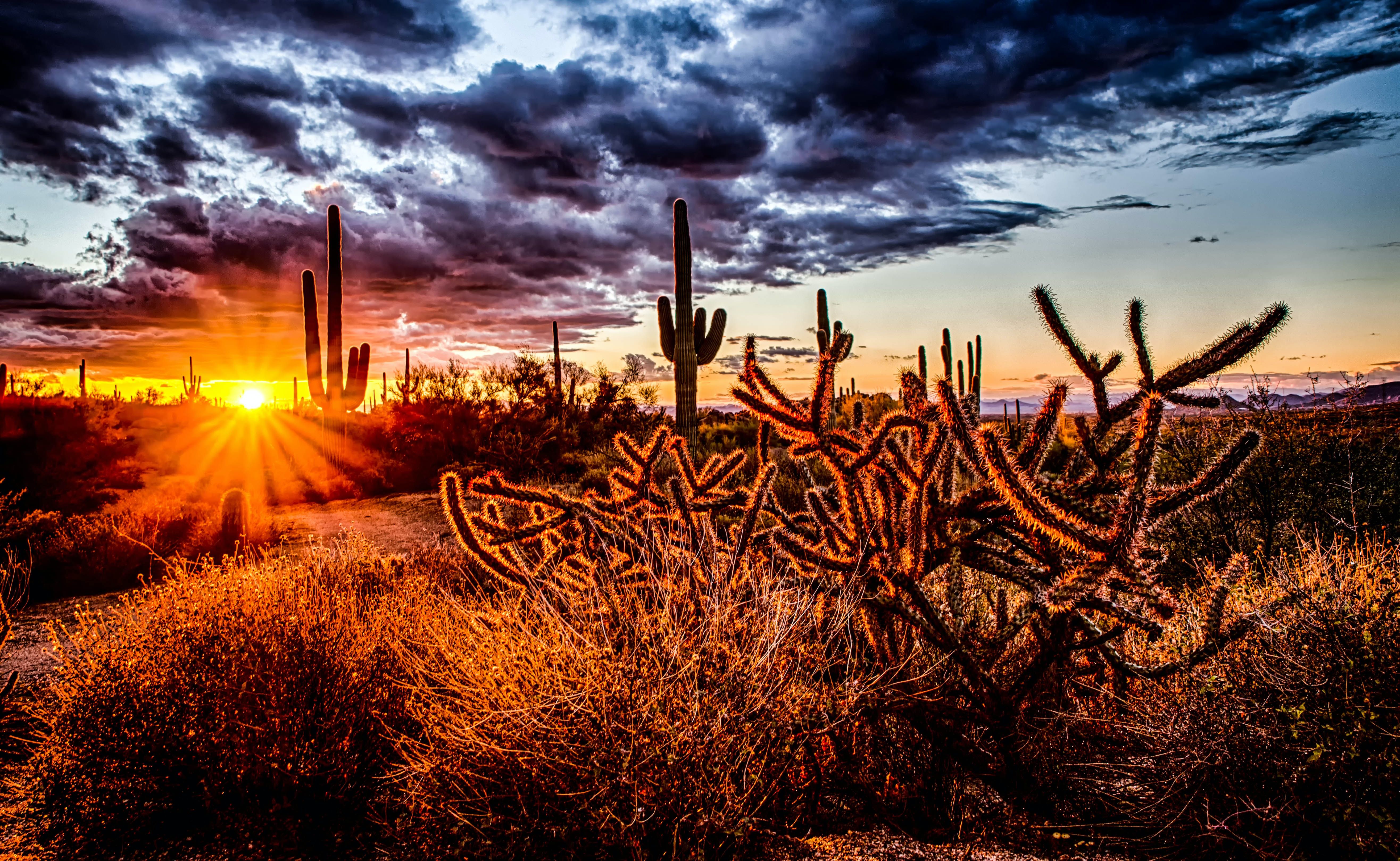 Scottsdale desert view in the spring