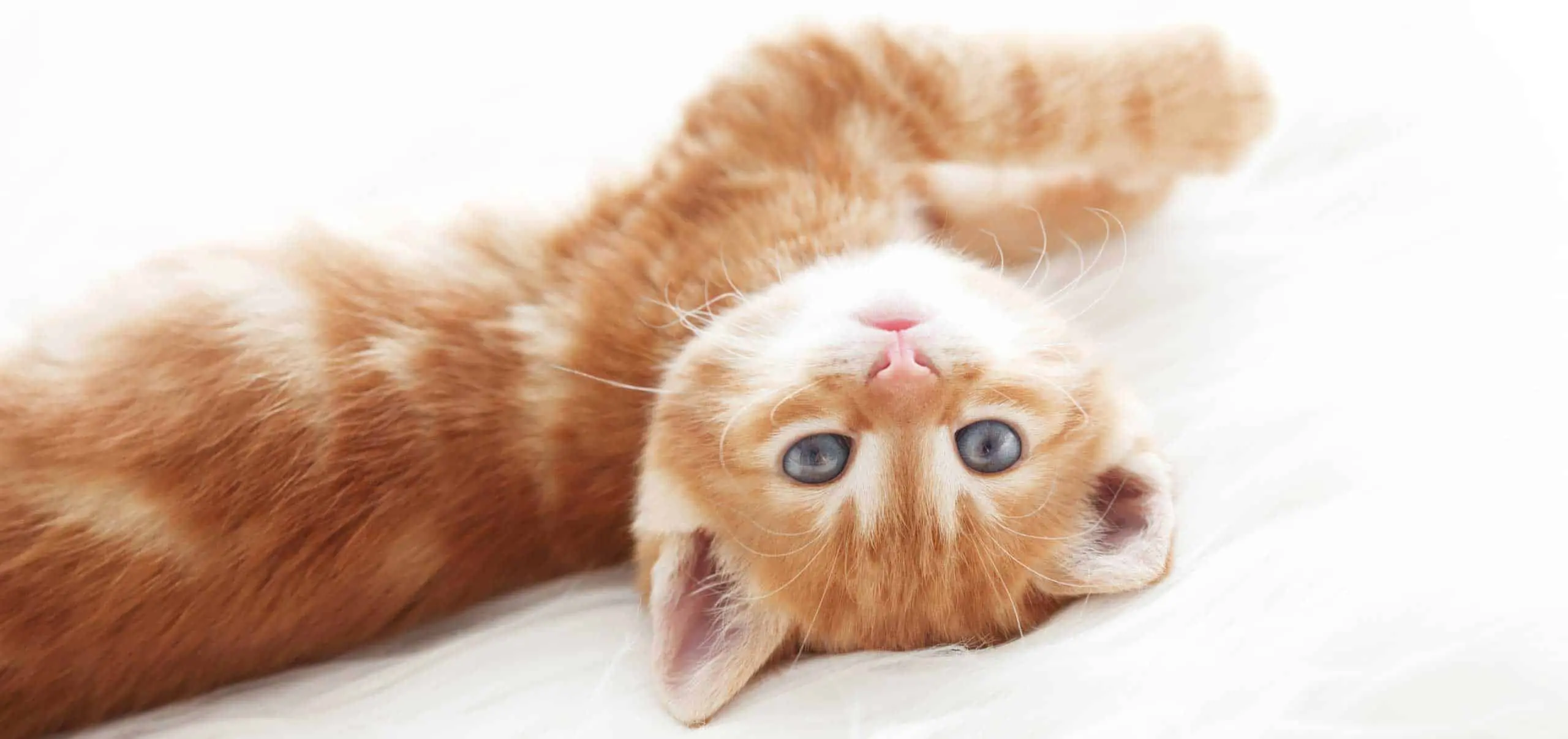 Cashing in on Cute Cats: You’ll Never Guess How Much these Sites Make!