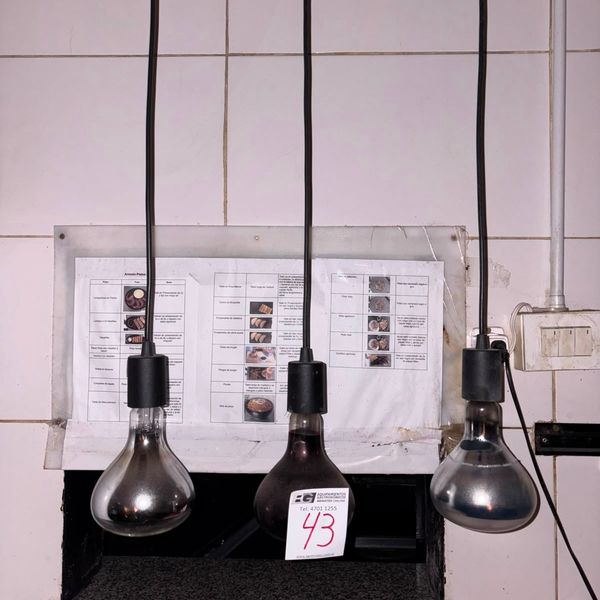 Lote 85