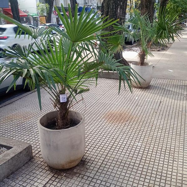 Lote 137