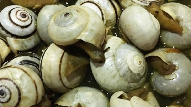 Tapeando, que es gerundio… aunque estés a dieta