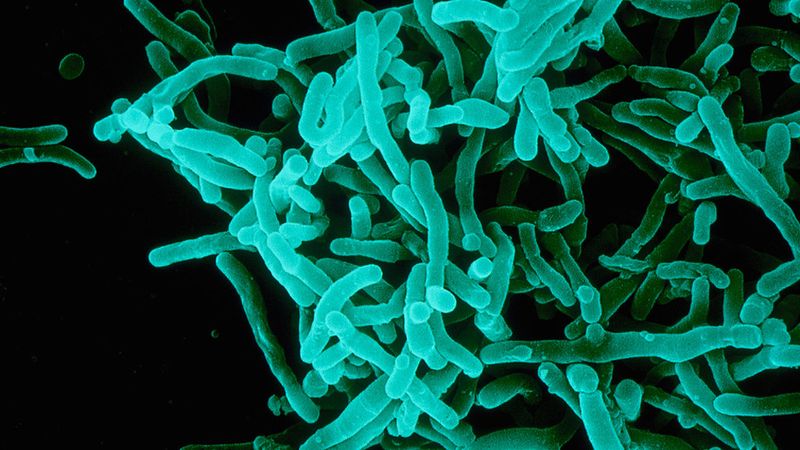 Microbiota, probióticos y prebióticos