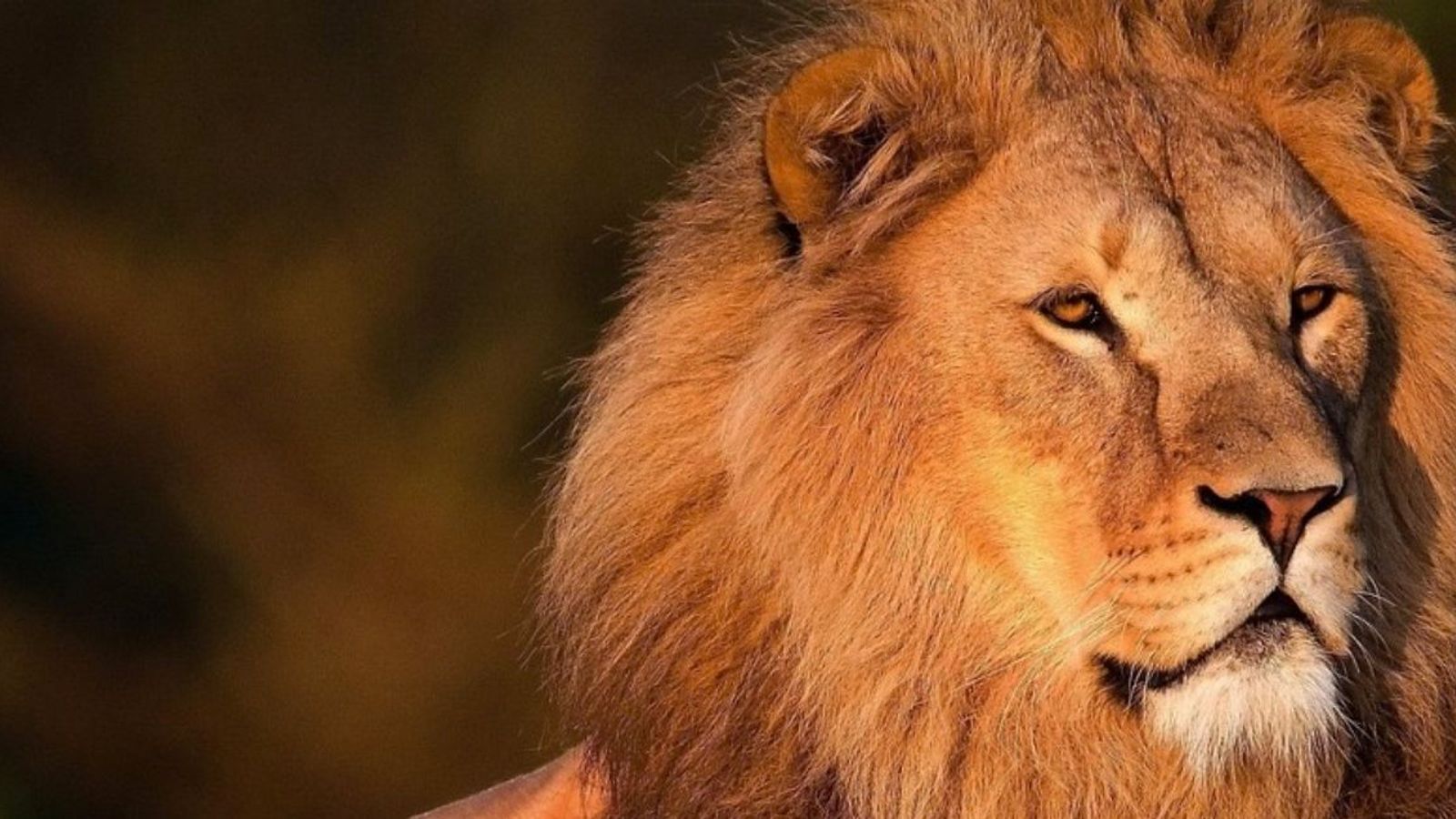 El Rey León se ha zampado a los pingüinos de Madagascar